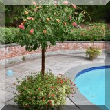 L17. Plant and planter (2 total) 